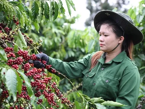 Xuất khẩu cà phê của Việt Nam sang Tây Ban Nha tăng hơn 100% về giá trị
