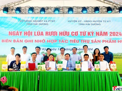 Ngày hội lúa rươi hữu cơ Tứ Kỳ: Lan tỏa tư duy “nông nghiệp vị nhân sinh”