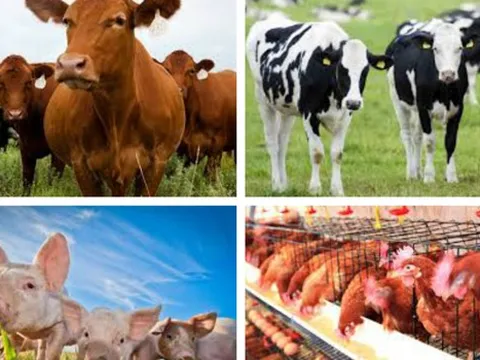 Thủ tướng chỉ đạo tập trung triển khai các giải pháp phòng, chống dịch bệnh gia súc, gia cầm