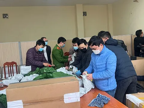 Công an Hà Nội triệt phá đường dây mua bán cần sa, thu giữ hơn 700 kg