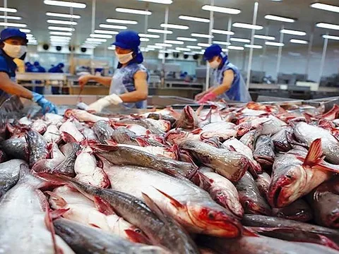 Xuất khẩu cá tra sang EU tăng trưởng không ổn định