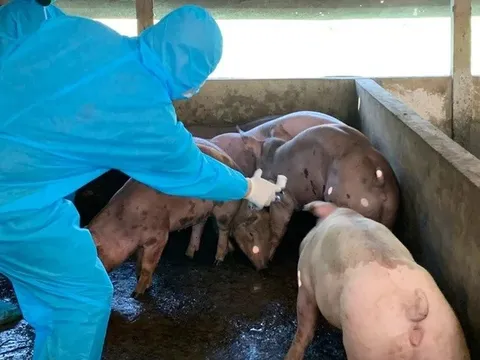 Thủ tướng chỉ đạo thực hiện nghiêm các biện pháp phòng, chống bệnh Dịch tả lợn Châu Phi