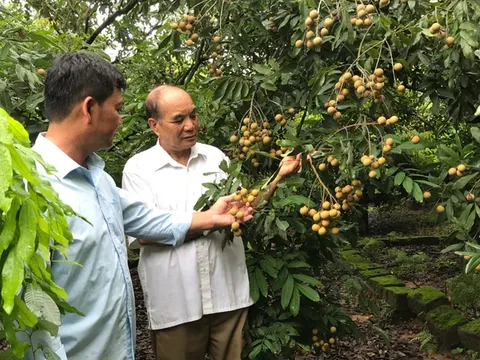 Hải Dương: Người dân vùng trồng nhãn Chí Linh thiệt hại do mất mùa