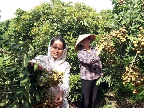 Người dân Hưng Yên phấn khởi vì nhãn đầu vụ được giá dù sản lượng giảm
