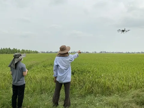 Để phát triển bền vững ngành lúa gạo từ Đề án 1 triệu ha lúa chất lượng cao