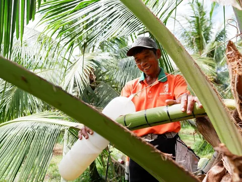 Mật hoa dừa hữu cơ Sokfarm chinh phục thị trường quốc tế