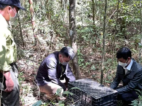 Bắt đối tượng mua bán động vật hoang dã trái phép tại Lâm Đồng