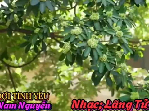 Bến đợi tình yêu - Giai điệu tâm sự đầy xúc cảm