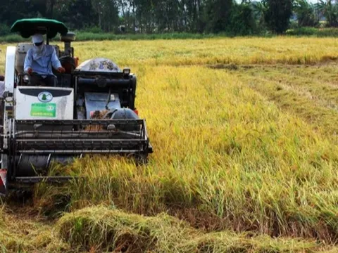 Từ 1/1/2025, tăng mức hỗ trợ cho đất chuyên trồng lúa lên 1,5 triệu đồng/ha