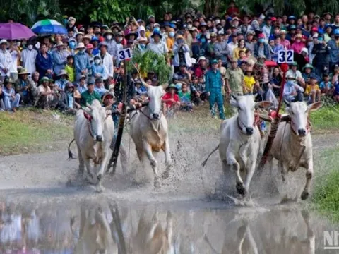Hào hứng đua bò Bảy Núi An Giang