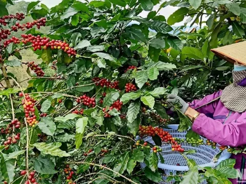 Phát triển hiệu quả và bền vững ngành cà-phê Việt Nam