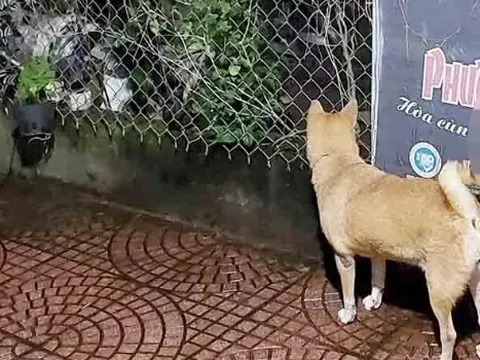 Cháu bé 7 tuổi ở Quảng Nam bị chó cắn dẫn đến tử vong