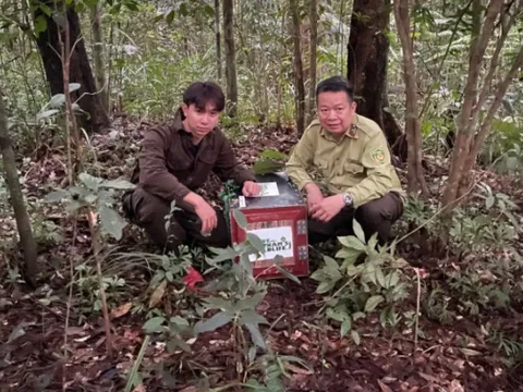 Tái thả thành công 8 cá thể tê tê Java quý hiếm