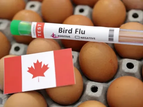 Canada: Thiếu niên nhiễm cúm gia cầm đầu tiên ở người hiện đang trong tình trạng nguy kịch