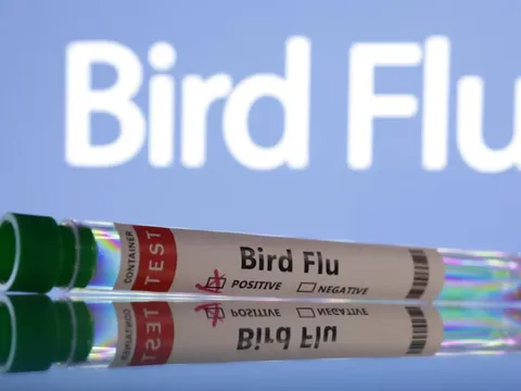 WHO kêu gọi tăng cường giám sát cúm gia cầm H5N1 ở động vật