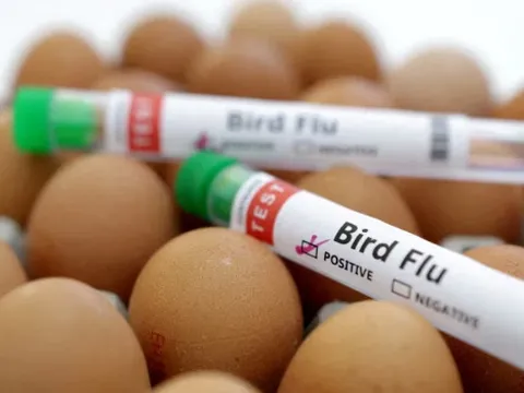 New Zealand ngừng xuất khẩu gia cầm sau khi phát hiện gà nhiễm cúm H7N6
