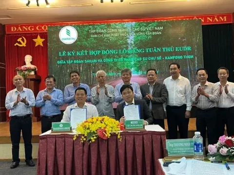Ngành cao-su chủ động thích ứng quy định chống phá rừng của Liên minh châu Âu