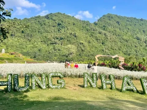 Mùa hoa cúc họa mi hấp dẫn du khách tại Ninh Bình