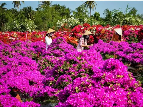 Lễ hội Hoa-Kiểng Chợ Lách dự kiến thu hút khoảng 20 nghìn lượt khách tham quan