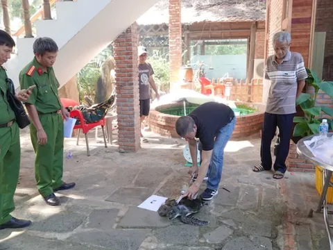 Thả cá thể rùa biển quý hiếm về tự nhiên