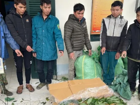 Lai Châu bắt các đối tượng vận chuyển gần 4 tạ sâm nhập lậu