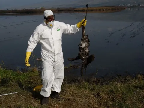Israel phát hiện ổ dịch cúm gia cầm H5N1 ở trại nuôi gà