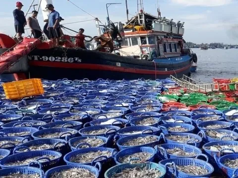 Sản lượng thủy sản tháng 1-2025 ước đạt 594,1 nghìn tấn