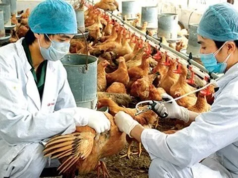 Hà Nội chủ động phòng, chống dịch bệnh cúm gia cầm lây sang người