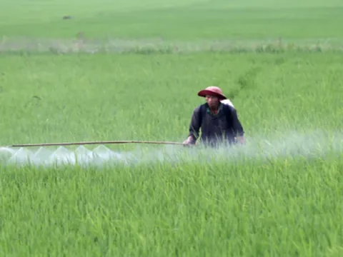 Sinh vật gây hại có chiều hướng gia tăng trên nhiều loại cây trồng