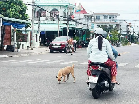 Đừng chủ quan với tính mạng khi bị chó, mèo cào