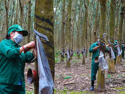 Cao su Sông Bé bị phạt 137,5 triệu đồng vì công bố thông tin sai lệch