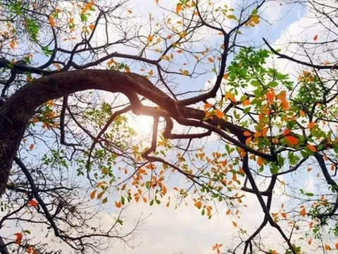 Thời tiết hôm nay (8-7): Bắc Bộ ngày nắng nóng, chiều tối có mưa dông