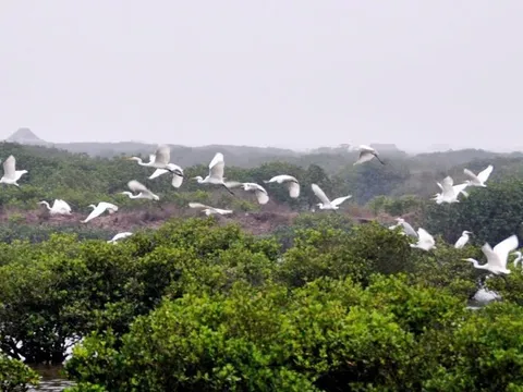 Về rừng ngập mặn Xuân Thủy