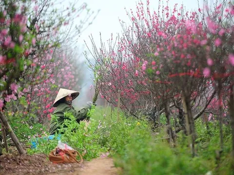 Đề xuất nghỉ Tết Bính Ngọ 9 ngày