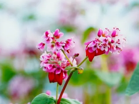 Giữ môi trường sạch đẹp trong mùa Lễ hội hoa Tam giác mạch