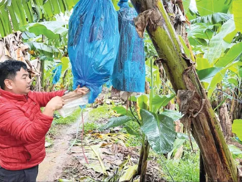 Rau quả là ngành hàng có tốc độ tăng trưởng nhanh nhất trong lĩnh vực nông nghiệp
