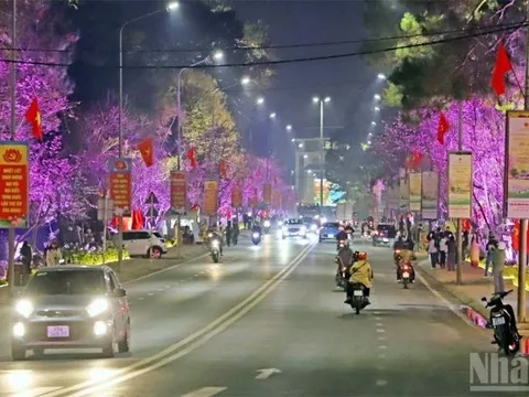 Lâm Đồng: Đường hoa mai anh đào Đà Lạt và ánh sáng nghệ thuật mở cửa phục vụ du khách