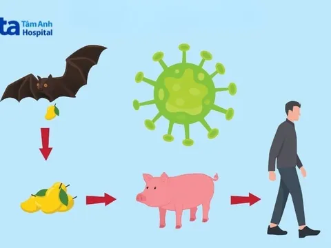 Cục Quân y hướng dẫn phòng, chống bệnh do virus Nipah