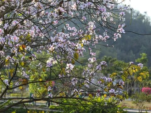 Nhiều hoạt động đặc sắc trong Lễ hội Hoa Ban Điện Biên năm 2026