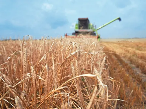 Giá lương thực toàn cầu tăng tháng thứ hai liên tiếp: Áp lực từ năng lượng và xung đột Trung Đông