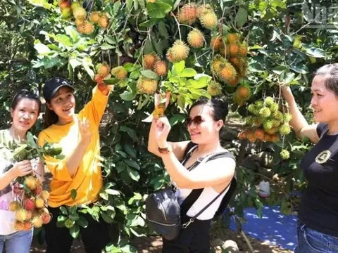 Lâm Sơn mùa quả ngọt