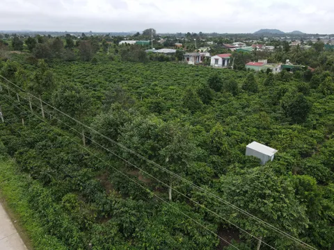 Đắk Lắk: Ban hành quy định diện tích xây dựng công trình trên đất nông nghiệp