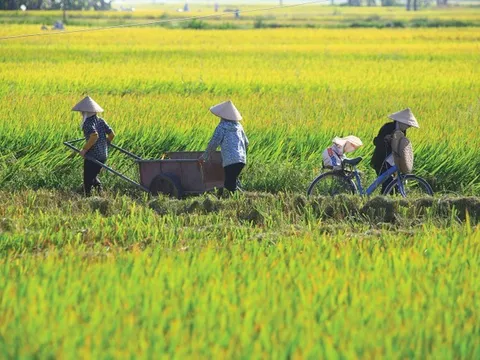 Nghị định mới nâng mức hỗ trợ phí bảo hiểm nông nghiệp lên 95%