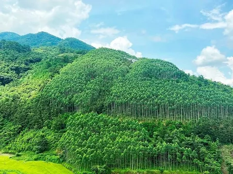 Quy hoạch lâm nghiệp phải thống nhất, sát thực tiễn, bảo đảm sinh kế người dân