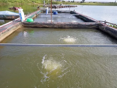 Hà Nội ban hành quy định mới về bồi thường cho vật nuôi không thể di dời khi thu hồi đất