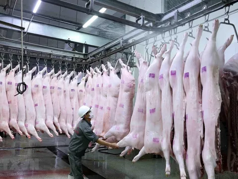 Sàn giao dịch thịt heo tại TP.HCM: Bước ngoặt minh bạch hóa thị trường 25.000 tỷ đồng