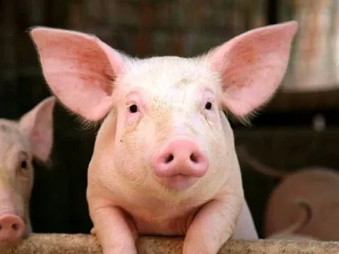 Điều gì đang diễn ra tại BAF Việt Nam?