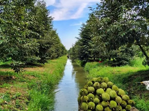 Phó Thủ tướng yêu cầu hạn chế mở rộng diện tích sầu riêng tự phát, siết quản lý vùng trồng