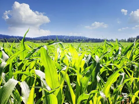 Tăng cường quản lý mã số vùng trồng phục vụ xuất khẩu