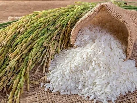 Philippines đứng đầu thị trường nhập khẩu gạo Việt Nam